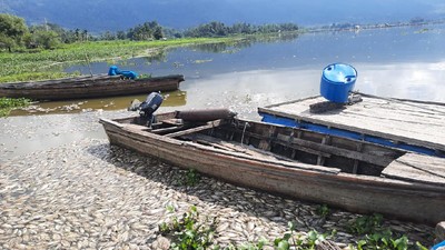 500 Ton Ikan Nila Mati Mendadak di Danau Maninjau Imbas Cuaca Ekstrem