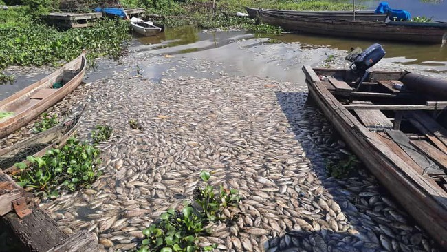 Secara mendasar, kematian ikan merupakan dampak dari menipisnya kandungan oksigen di dalam air.