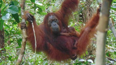 4 Alasan KLHK Benarkan Pernyataan Menteri Siti Soal Orangutan 
