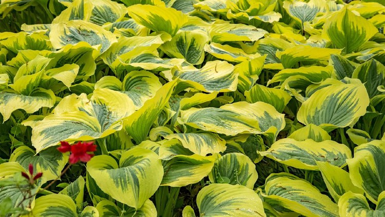 Liberty type of Hostas.