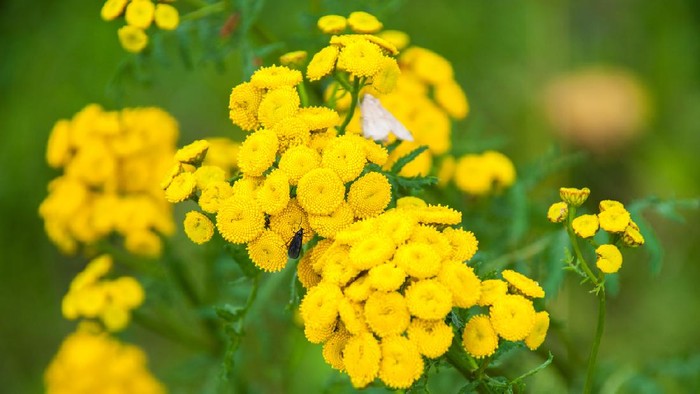 Tansy (Tanacetum vulgare, Common Tansy, Bitter Buttons, Cow Bitter, Mugwort Golden Buttons)