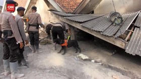 VIDEO: 2 Anjing Pelacak Cari Korban Hilang Erupsi Gunung Semeru