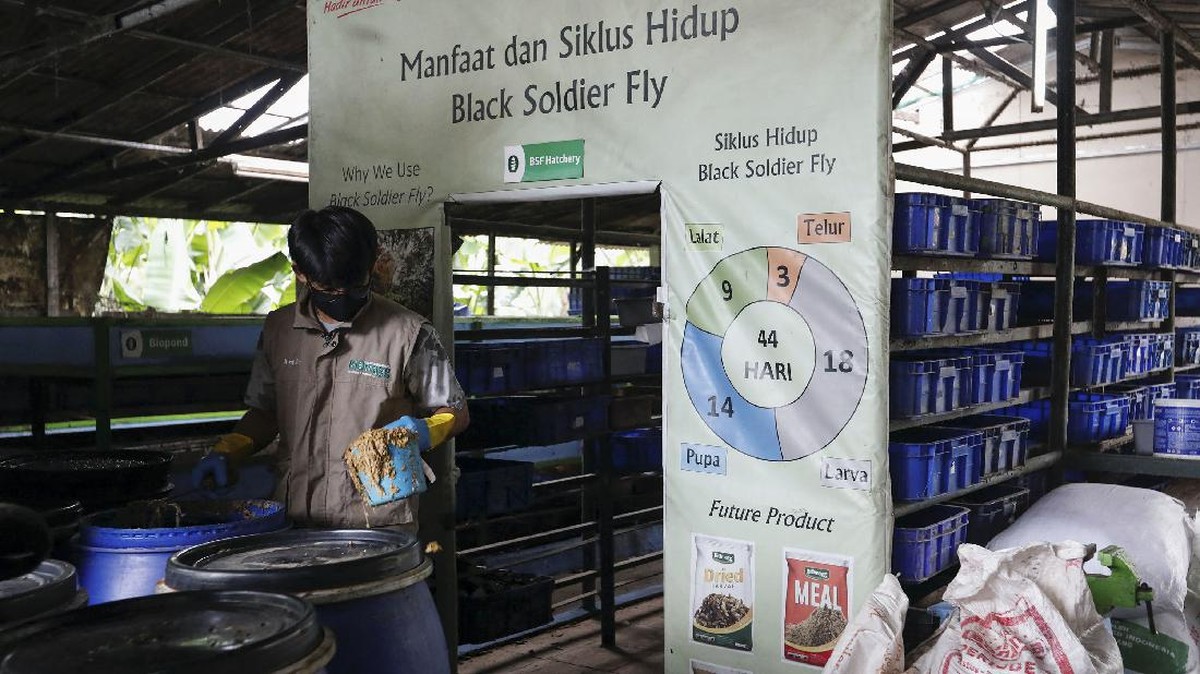 FOTO: Belatung Bantu Manusia Bersihkan Limbah Makanan