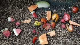 Jepang Sulap Limbah Pangan jadi Pakan Babi Berkualitas Tinggi