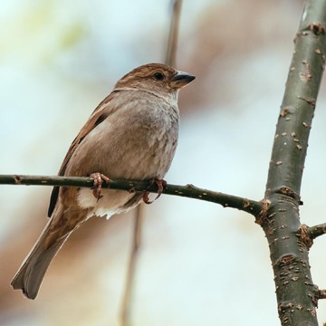 Kafe-Restoran yang Putar Suara Burung hingga Alam Tetap Wajib Bayar Royalti, Ini Penjelasan LMKN