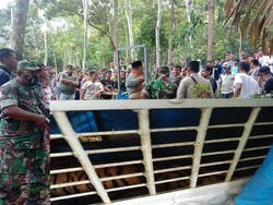 Harimau yang Mangsa Anjing Warga di Padang Lawas Sumut Dievakuasi BKSDA
