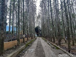 Adem Benerrr! Ini Kebun Jati Pancawati Bogor