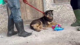 Kisah Nemo, Anjing Korban Semeru Setia Menunggu Tuannya Pulang