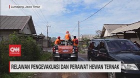 VIDEO: Relawan Pengevakuasi Dan Perawat Ternak Semeru