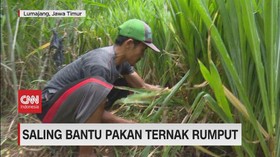 VIDEO: Saling Bantu Pakan Ternak Rumput