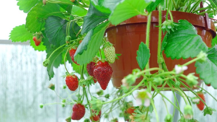 Potted Garden Red Strawberry With Many Riped Berries Hanging In Greenhouse, Closeup