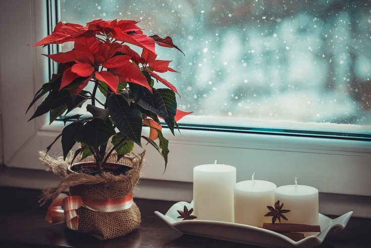 tanaman hias bunga kastuba merah/red poinsettia Christmas home decoration. Copy space.