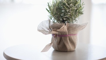 ANGGREK, ROSEMARY, HINGGA PAPERWHITES BISA JADI HAMPERS NATAL