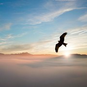 Ternyata Ada Burung yang Mewakili Tiap Bulan Kelahiran dan Menggambarkan Kepribadianmu, Apa Saja?