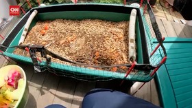VIDEO: Basmi Sampah Rumah Tangga dengan Belatung