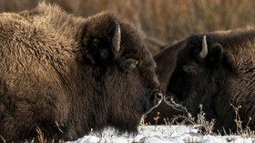 FOTO: Bison-bison di Hamparan Salju Taman Nasional Yellowstone