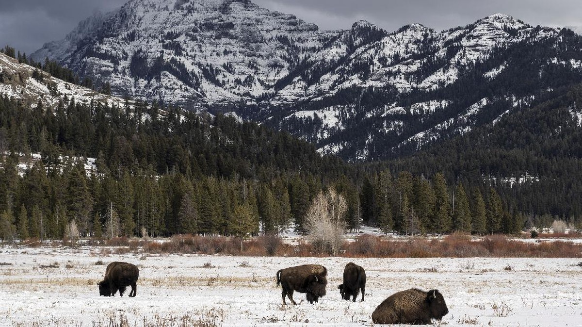 FOTO: Bison-bison di Hamparan Salju Taman Nasional Yellowstone