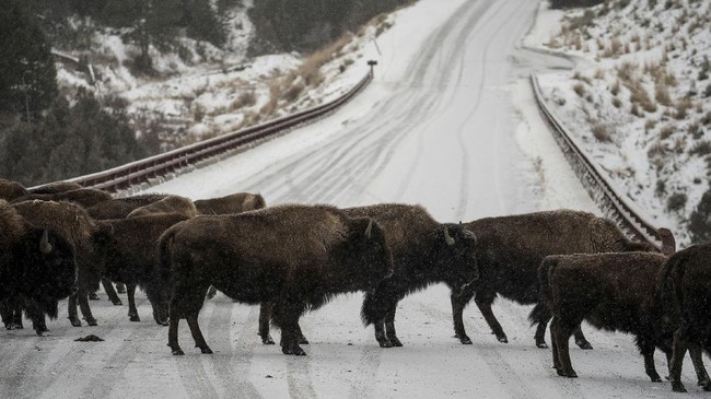FOTO: Bison-bison di Hamparan Salju Taman Nasional Yellowstone