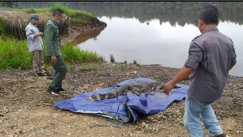 Balai Konservasi Sumber Daya Alam Sumatera Selatan (BKSDA Sumsel) melepasliarkan dua buaya senyulong (Tomistoma schlegelii).