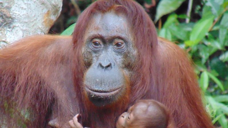 Orang utan Kalimantan (Pongo pygmaeus) di Suaka Margasatwa Lamandau (SML), Kalimantan Tengah bernama Camelia telah melahirkan seekor bayi.