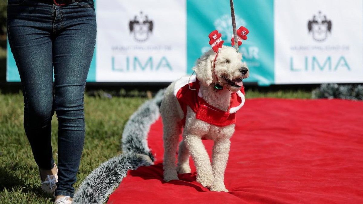 FOTO: Adu Gemas Anjing-anjing di Kontes Parade Natal Peru