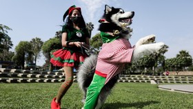FOTO: Adu Gemas Anjing-anjing di Kontes Parade Natal Peru