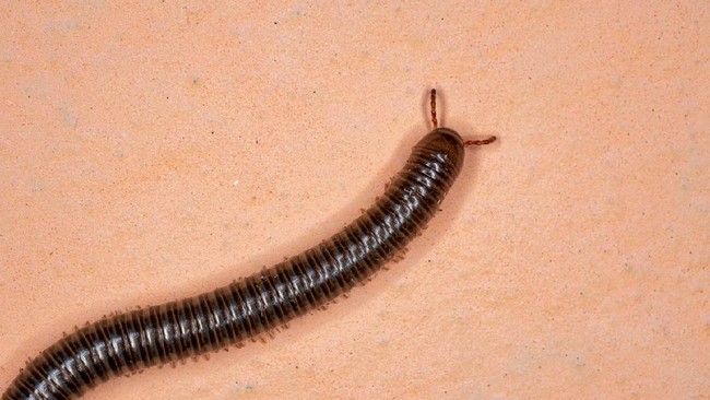 Ahli Temukan Kaki Seribu Raksasa, Panjangnya Hingga 2,6 Meter Kelompok peneliti belum lama ini berhasil menemukan fosil serangga terbesar yang pernah hidup di dunia. Ini penampakannya.