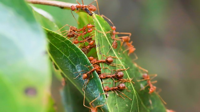 Lewat sebuah eksperimen, para pakar menemukan semut dapat mendeteksi kanker. 