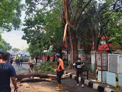Cerita Warga soal Pohon Tumbang di Tangerang Hantam Kabel Listrik-Tutup Jalan