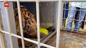 VIDEO: Harimau Sumatera Masuk Kandang Jebak Di Sumatera Utara