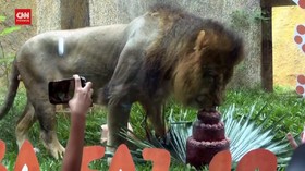 VIDEO: Tart Daging untuk Rayakan Ulang Tahun Singa di Brasil
