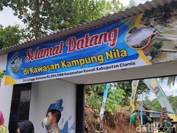 Ciamis Punya Kampung Nila, Hampir Semua Warga Budi Daya Ikan