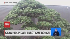 VIDEO: Gaya Hidup Dari Eksotisme Bonsai