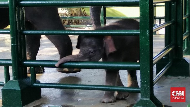 Balai Besar Konservasi Sumber Daya Alam (BBKSDA) Jatim mengevaluasi Kebun Binatang Surabaya (KBS) pascakematian gajah kecil bernama Dumbo.