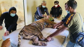 Harimau Sumatera Dewi Siundul Mati di Suaka Barumun
