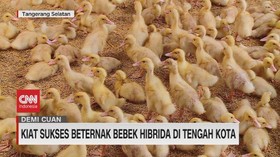 VIDEO: Kiat Sukses Beternak Bebek Hibrida Di Tengah Kota