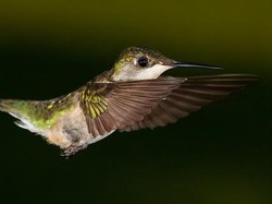 Burung Ini Dapat Menjilat Tengkoraknya Sendiri, Kok Bisa?