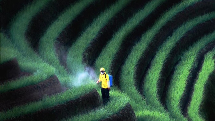 Terasering Panyaweuyan Majalengka yang Sempat Viral karena Keindahannya, Lagi Puncaknya Hijau di Akhir Tahun!