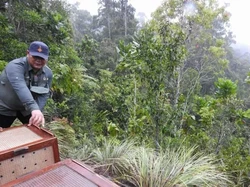 BKSDA Papua Lepas Liarkan Cenderawasih dan Toowa