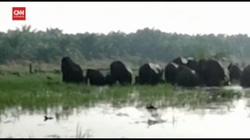 VIDEO: Kawanan Gajah Masuk Perkebunan Warga di Bengkalis Riau