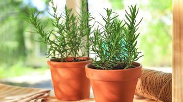 WEEPING FIG ATAU ROSEMARY SEBAGAI POHON NATAL PENGGANTI CEMARA