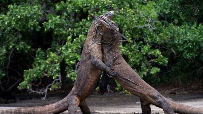 Rencana kenaikan tarif masuk destinasi wisata Candi Borobudur dan Taman Nasional Komodo memicu kontroversi, sebelum akhirnya dibatalkan.