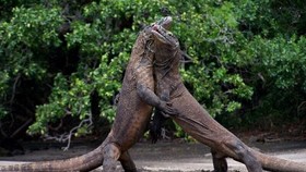 Kontroversi Kenaikan Tarif Masuk Borobudur dan TNK hingga Dibatalkan