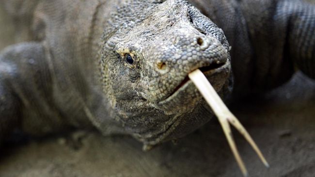 Kepala Desa Golomori Samaila menyebut kawasan itu memang terdapat habitat komodo dan bukan berasal dari Pulau Rinca. 