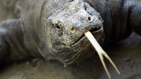 Ahli Ungkap Kombinasi Maut Senjata Komodo, Bukan Air Liur