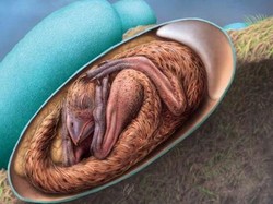 Wujud Fosil Embrio Dinosaurus yang Ditemukan di China