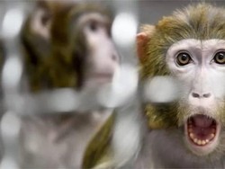 Fakta Geger Monyet Bantai Anak Anjing