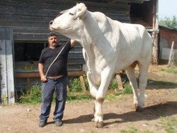 Bukan Sapi Limosin! Ini Chianina Jenis Sapi Terbesar di Dunia