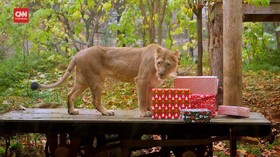 VIDEO: Kebun Binatang London beri Kado Natal Ke Seluruh Hewan