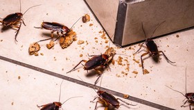 Tempat Ini Izinkan Pengunjung Beri Nama Kecoak dengan Nama Mantan